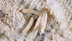 How to Get Rid of Carpet Beetles - AlienWerks Pest Management